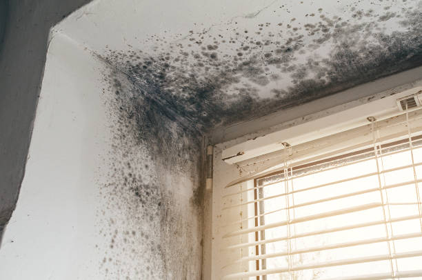 Affordable Black Mold Remediation solutions in Broadway, VA